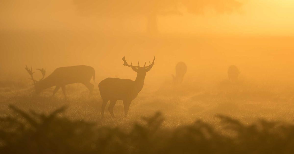 Tren Terbaru: DevOps dan automation dalam software development